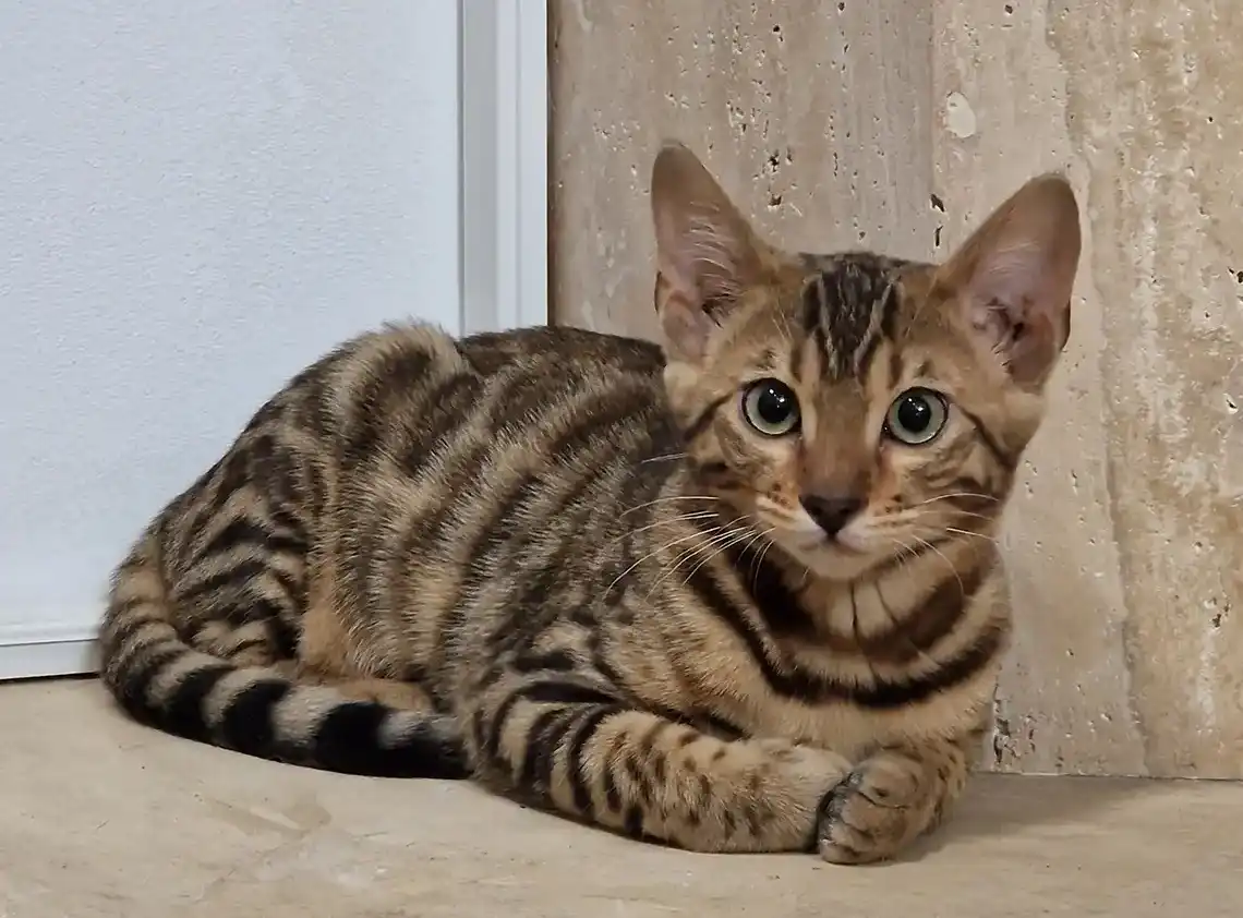 bengali baby cat